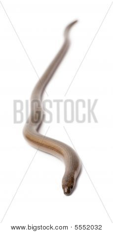 Blindschleiche Blindschleiche