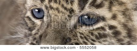 close up auf eine persische Leopard Cub (6 Wochen)