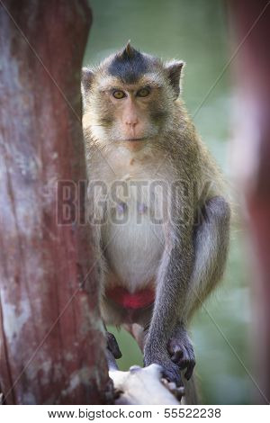 Close Up Face Of Long Tailed Macaque Monkey In Wilderness