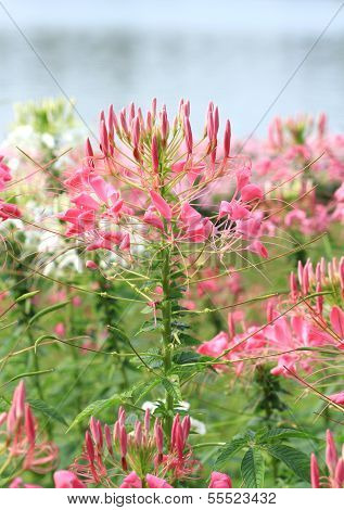 Cleome Or Spider Flower