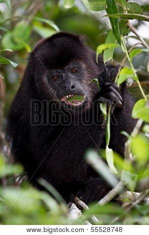 Howler Monkey