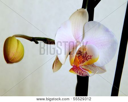Beautiful orchid with white and yellow petals close up
