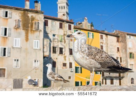 Architecture Of Rovinj, Croatia. Istria Touristic Attraction