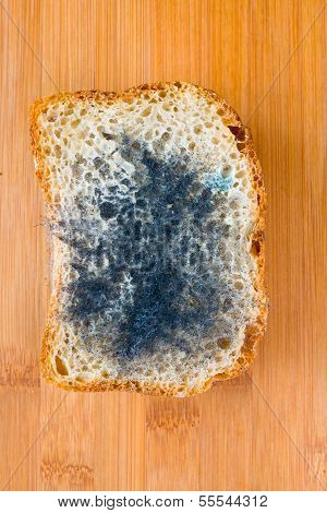 Moldy Bread.
