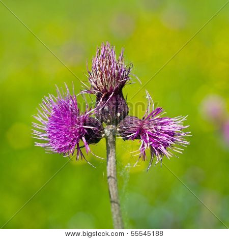 Bee Feeding On Thistle Flower In Backlit