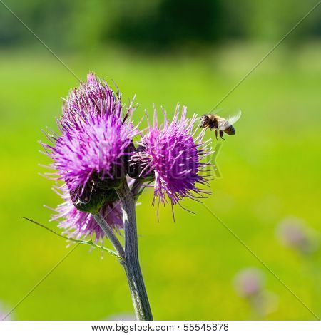 Bee Feeding On Thistle Flower In Backlit