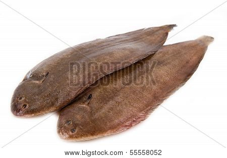 Whole Couple Fresh Sole Fish On White Background