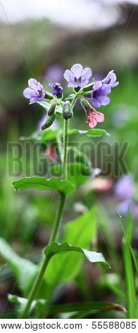 Pulmonaria and light.