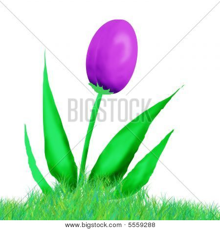 Tulipán