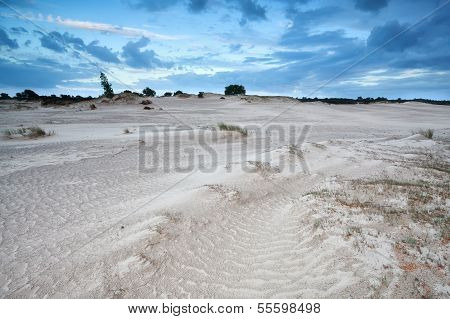 Sand Dunes In Netherlands