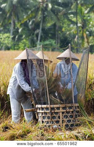 Rice Threshing In Bali, Indonesia