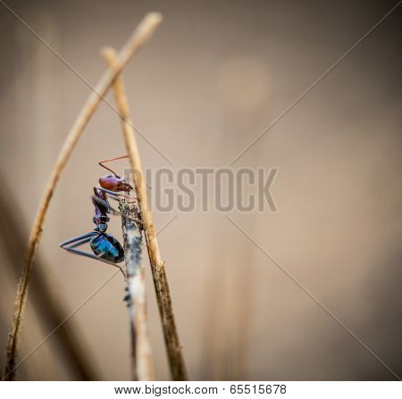 Ant On A Stick