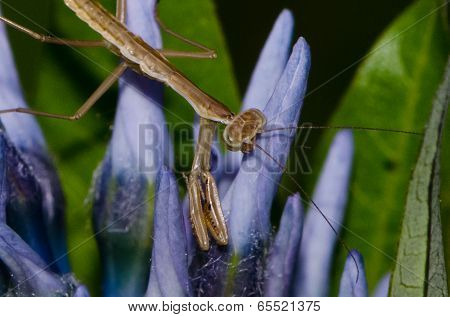 Praying Mantis - juvenile