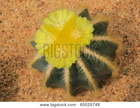 Cactus In The Desert Park.