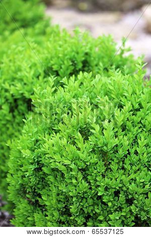 Bush in the garden
