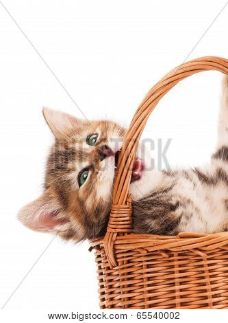 Siberian Kitten