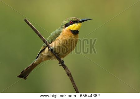 A Little-bee Eater (merops Pusillus) Perched On A Stick