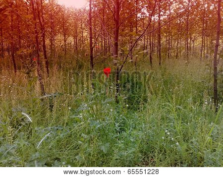 Poppy in grove