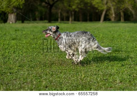 Cute Blue Belton English Setter Dog Is Running Cross On A Meadow