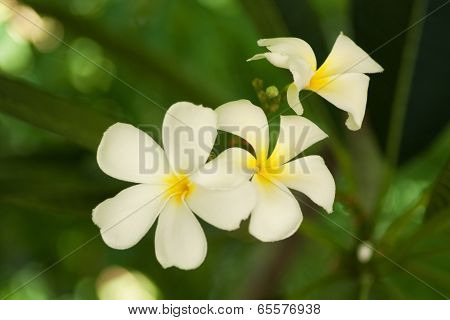 Plumeria Spp