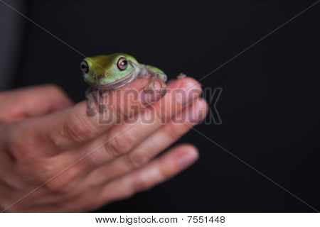 Liść zielony żaba