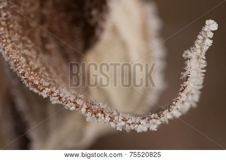 Frosty Leaf