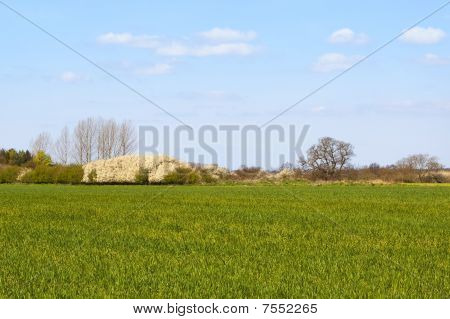 꽃 인 목 무리와 Wheatfield