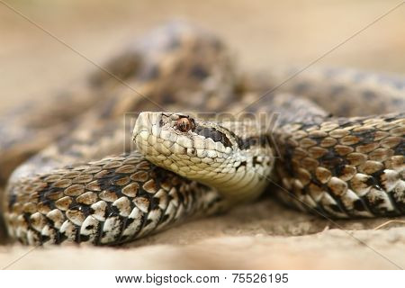 Closeup Of Meadow Viper