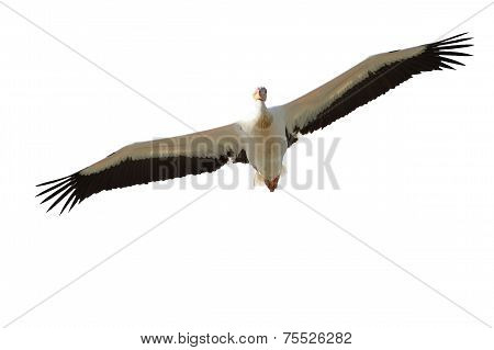 Isolated Pelican In Flight