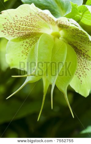 Flor madura