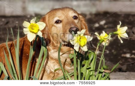Bahar çiçek Evi köpek