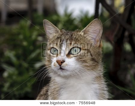 Kedi portresi