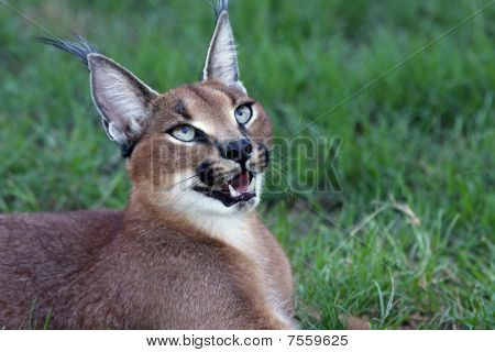 Caracal eller Lynx stående