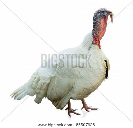 White Turkey