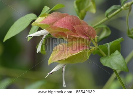 Shrimp Plant Flower