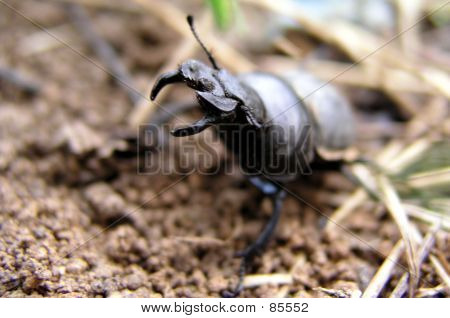 Beetle_002