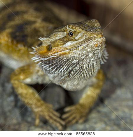 Portrait Of An Exotic Tropical Reptiles Bearded Dragon. Selective Focus, Shallow Depth Of Field.