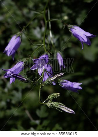 Bluebell Flowers Collection