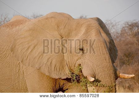 Elephants