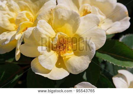 White Rose