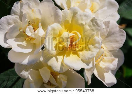 White Rose