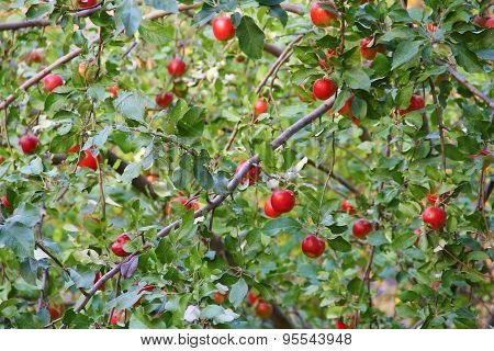Apple Trees On A Sunny Autumn Day