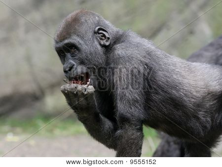 Barnet låg-land Gorilla