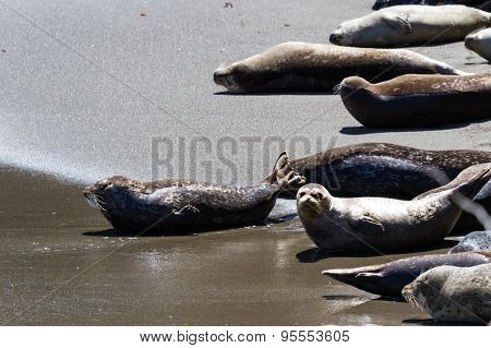 Seals On The Beach