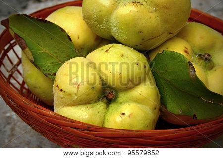Quinces in the basket