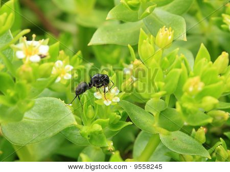 Honckenya Oblongifolia
