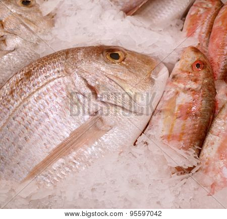 Uncooked trout with other kinds of fish in ice