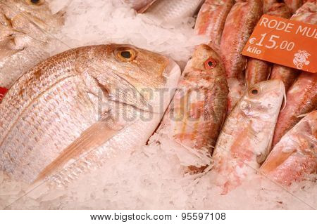 Uncooked trout with other kinds of fish in ice