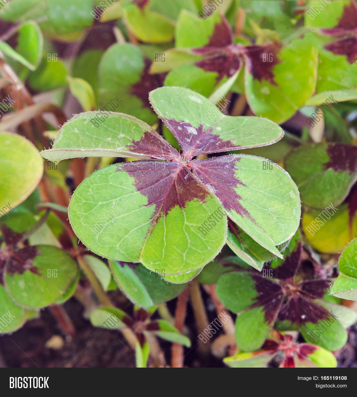 Green Oxalis, Purple Image & Photo (Free Trial) | Bigstock