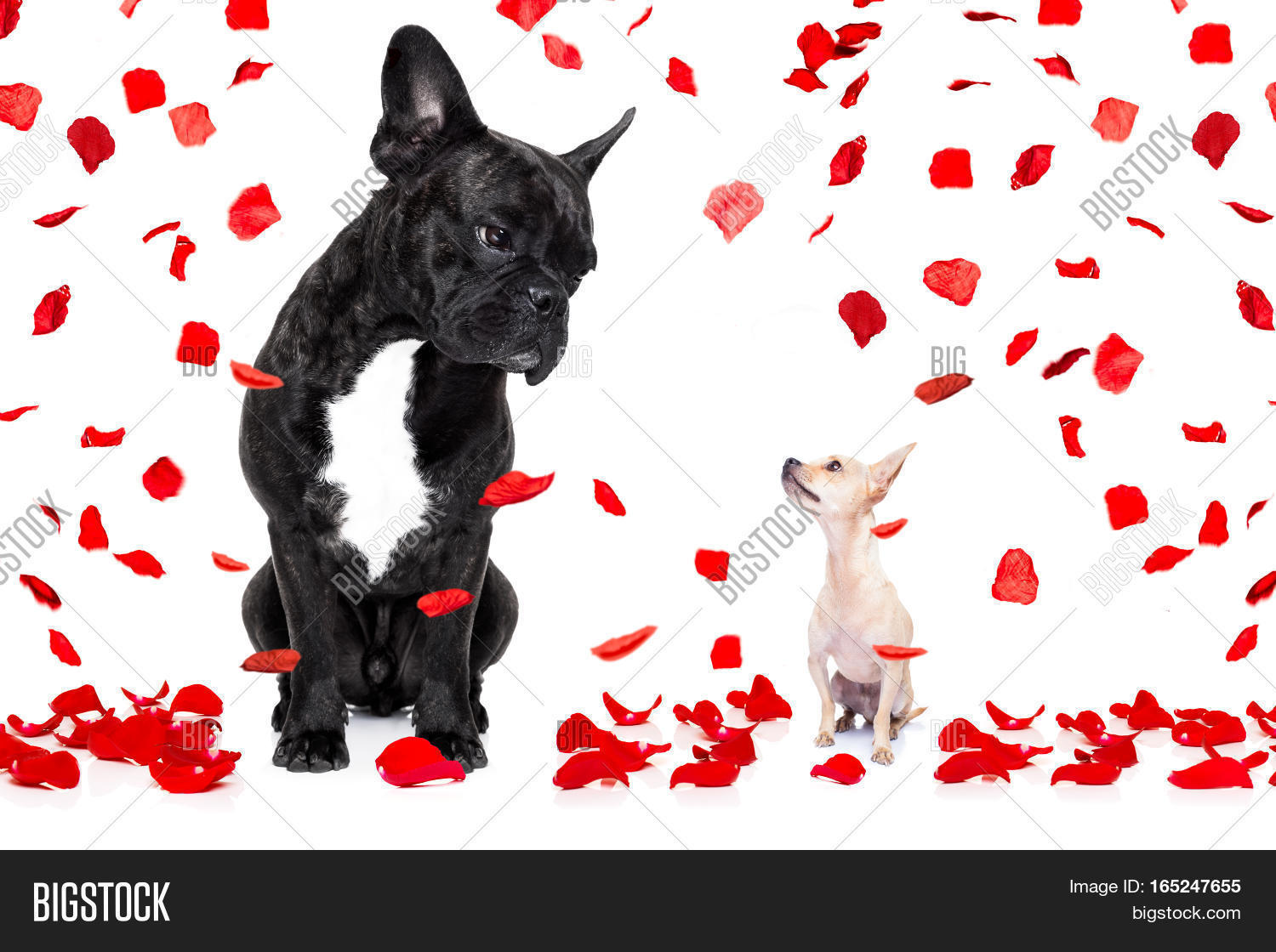 flying with two dogs